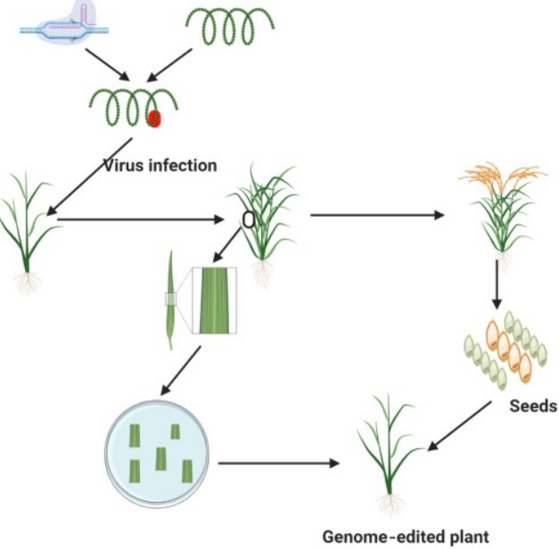 Viral Vectors for Genome Editing in Plants
